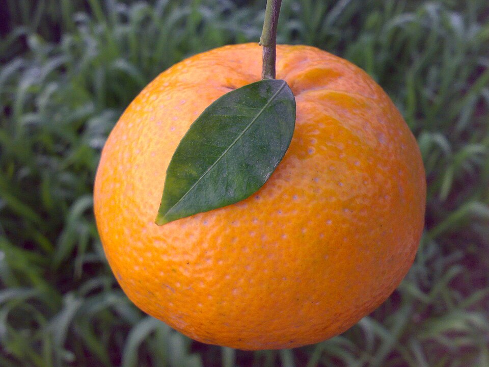 Kinnow citrus